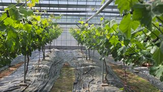 전진원님의 포도 · 영농일지 작성글 사진