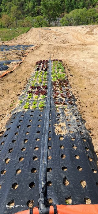 용기님의 상추 · 영농일지 작성글 사진