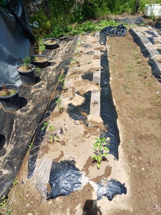 금돌비학님의 고추 · 영농일지 작성글 사진