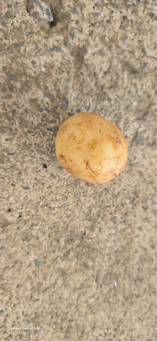 ♡청심전유삼♡님의 감자 · 영농일지 작성글 사진