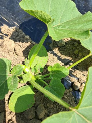 류남열님의 기타작물 · 영농일지 작성글 사진