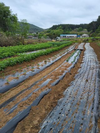 성훈농장님의 포도 · 영농일지 작성글 사진