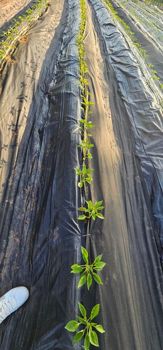 설장구님의 고추 · 영농일지 작성글 사진