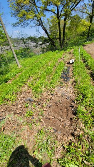 서초농원님의 기타작물 · 영농일지 작성글 사진