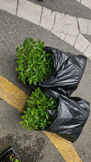 김남근님의 고추 · 영농일지 작성글 사진