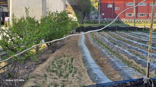 임일재님의 매실 · 영농일지 작성글 사진