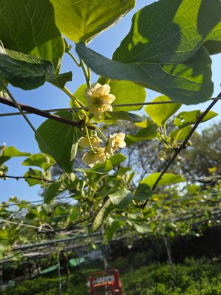 윤종신님의 기타작물 · 영농일지 작성글 사진