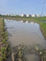 팜모닝 고구마·영농일지 게시글 이미지