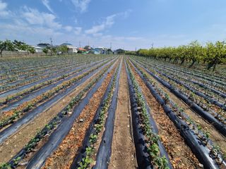 우리농원님의 사과 · 영농일지 작성글 사진