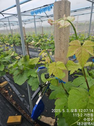 골실지기님의 기타작물 · 영농일지 작성글 사진