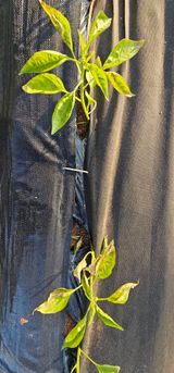 팜모닝 고추·영농일지 게시글 이미지