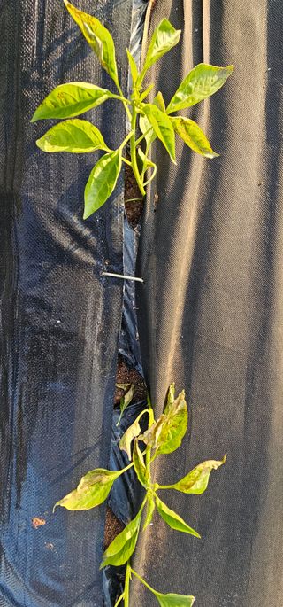 설장구님의 고추 · 영농일지 작성글 사진