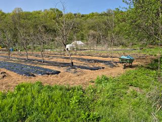 이옥수님의 고구마 · 영농일지 작성글 사진
