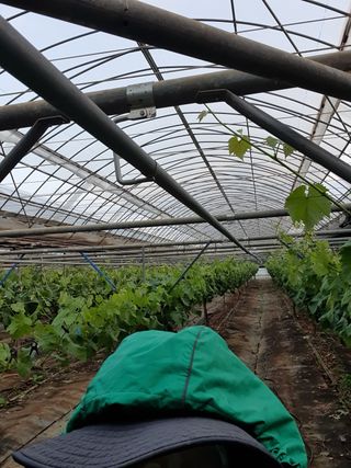 남은현님의 포도 · 영농일지 작성글 사진