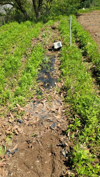 서초농원님의 기타작물 · 영농일지 작성글 사진