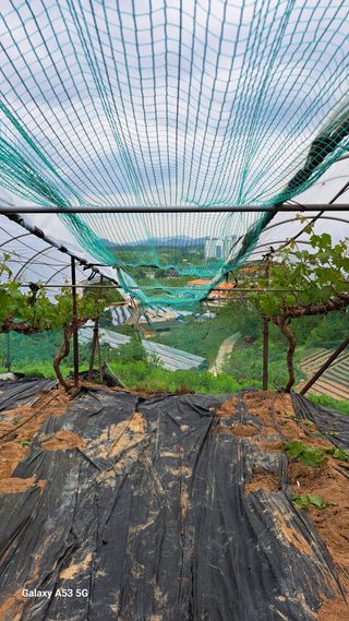 조연만님의 고추 · 영농일지 작성글 사진