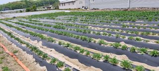 사과님의 고구마 · 영농일지 작성글 사진