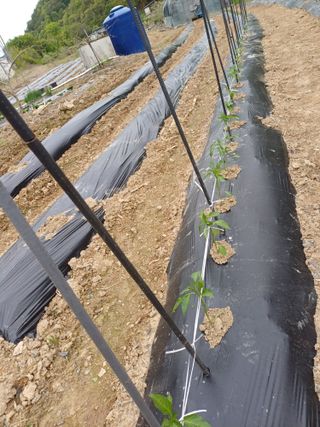 건달농사꾼정영수님의 기타작물 · 영농일지 작성글 사진