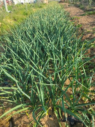 황금알대박농원!님의 기타작물 · 영농일지 작성글 사진