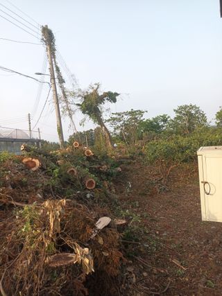 이영학 님의 귤 · 영농일지 작성글 사진