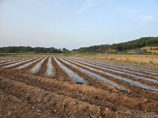 유명숙님의 참깨 · 영농일지 작성글 사진
