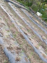 팜모닝 고추·영농일지 게시글 이미지