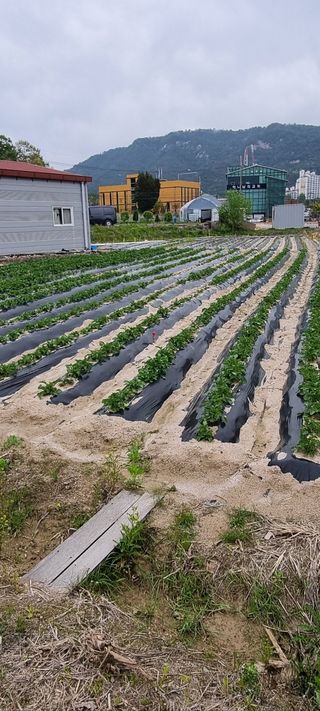 사과님의 고구마 · 영농일지 작성글 사진