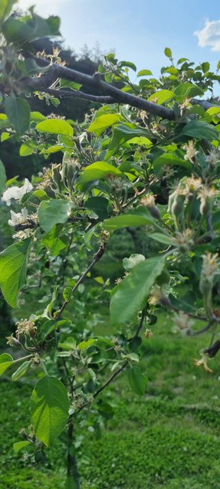 김은희님의 사과 · 영농일지 작성글 사진