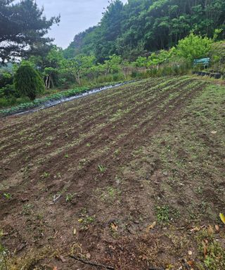 멧돼지님의 기타작물 · 영농일지 작성글 사진