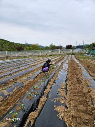 자미농원~김미자님의 고구마 · 영농일지 작성글 사진
