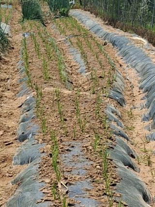 윤영숙소화데레사님의 기타작물 · 영농일지 작성글 사진