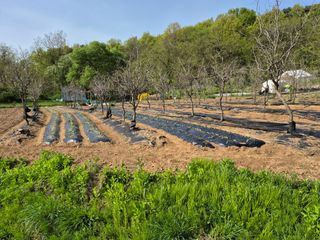 이옥수님의 고구마 · 영농일지 작성글 사진
