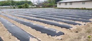 사과님의 고구마 · 영농일지 작성글 사진