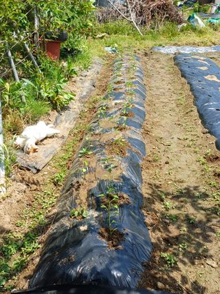 금돌비학님의 고추 · 영농일지 작성글 사진