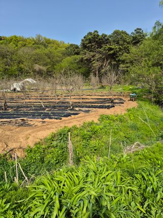 이옥수님의 고구마 · 영농일지 작성글 사진