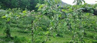 김은희님의 사과 · 영농일지 작성글 사진