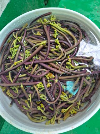 두릅나무17730님의 기타작물 · 영농일지 작성글 사진