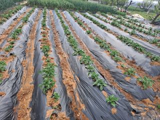 나누고싶어서님의 기타작물 · 영농일지 작성글 사진