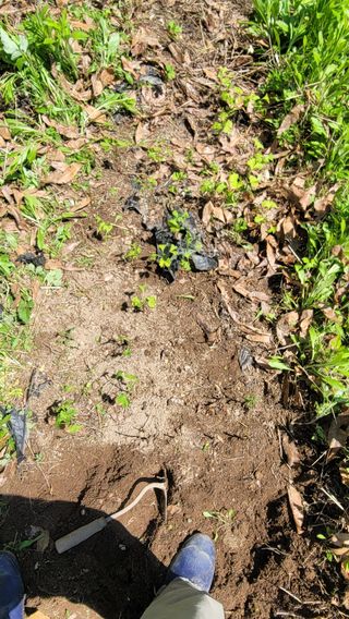 서초농원님의 기타작물 · 영농일지 작성글 사진