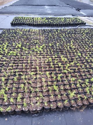 팜모닝회원 김순달 님의 기타작물 · 영농일지 작성글 사진