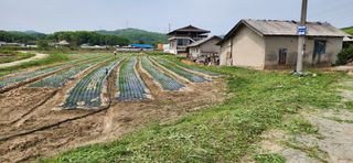 조성현님의 기타작물 · 영농일지 작성글 사진