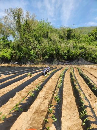 최군환님의 고구마 · 영농일지 작성글 사진