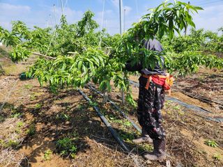 꿀복이농장님의 복숭아 · 자유게시판 작성글 사진