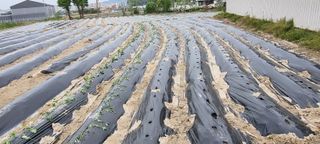 사과님의 고구마 · 영농일지 작성글 사진