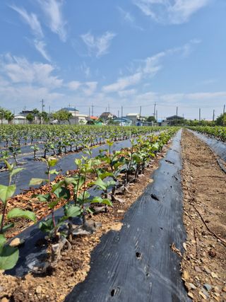 우리농원님의 사과 · 영농일지 작성글 사진