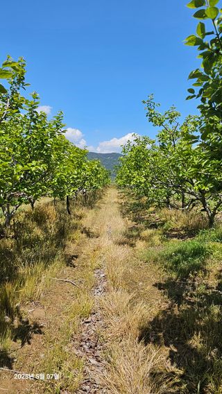 주하네팜(태추,부유님의 감 · 영농일지 작성글 사진
