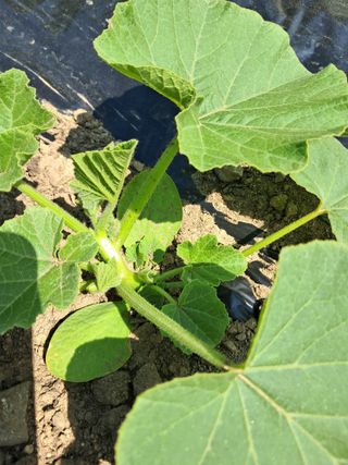 류남열님의 기타작물 · 영농일지 작성글 사진