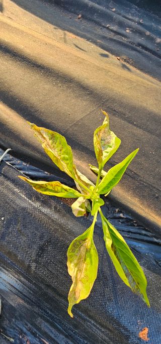 설장구님의 고추 · 영농일지 작성글 사진