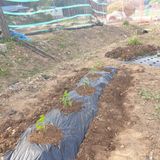 팜모닝 오이·영농일지 게시글 이미지