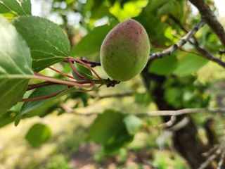김육환님의 기타작물 · 영농일지 작성글 사진